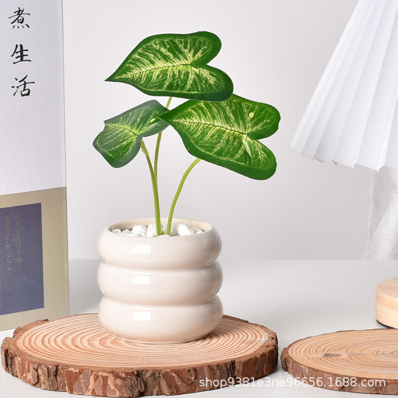 Ceramic Self-Watering Succulen - Echeveria Succulent 评论和价格