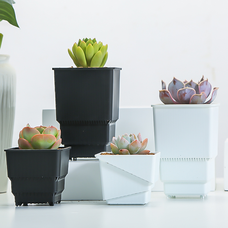 Meshpot Succulent Pot Plastic  - Echeveria Succulent 评论和价格