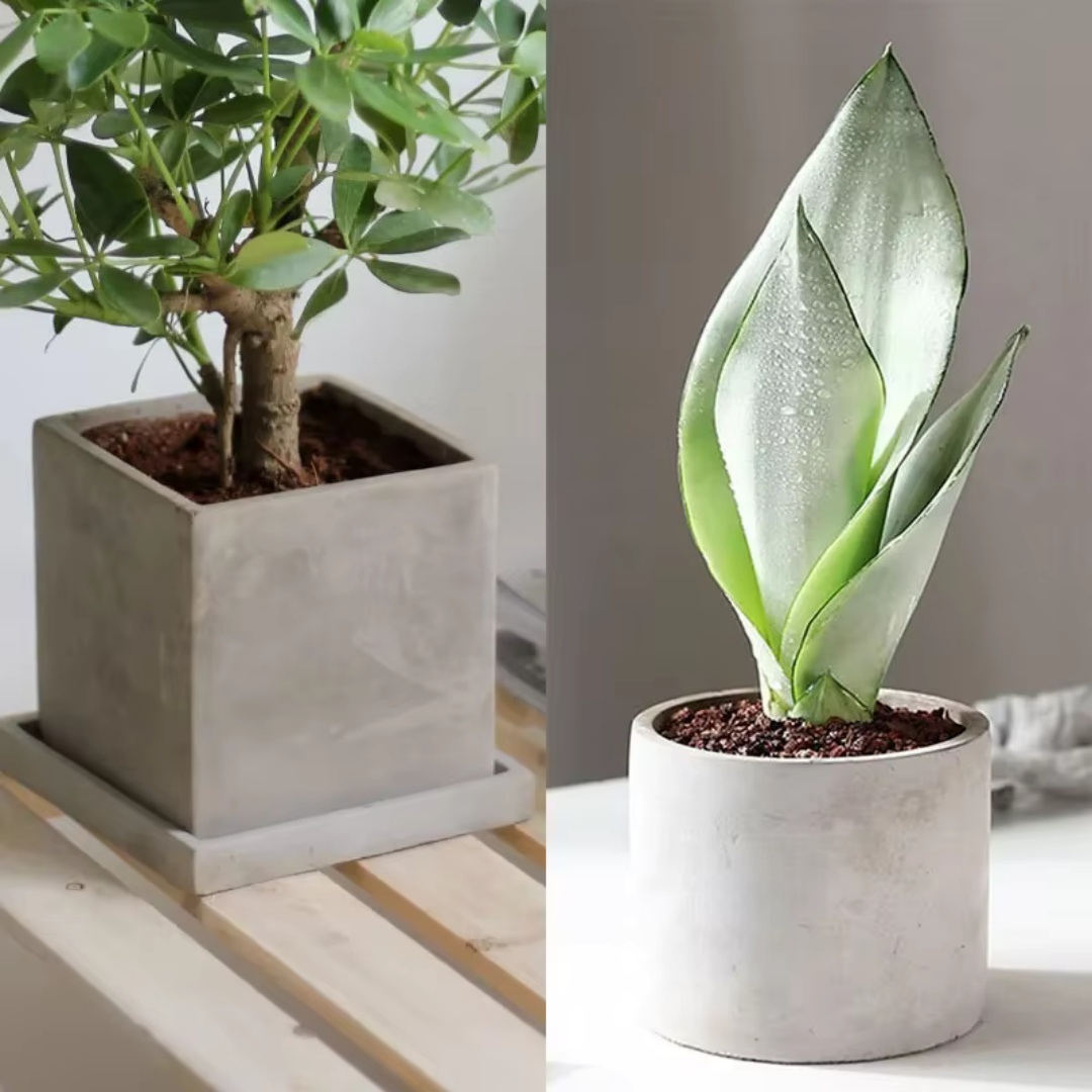 15cm Large Size Round Concrete - Echeveria Succulent 评论和价格